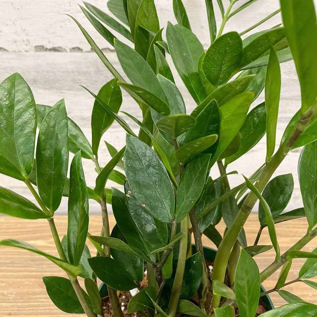 ZZ Plant