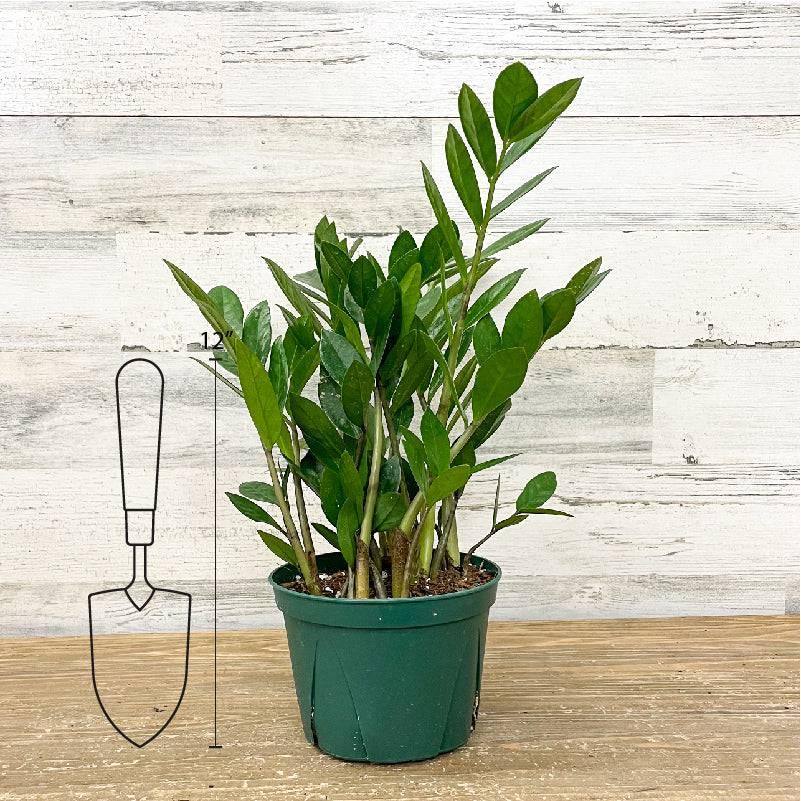 ZZ Plant