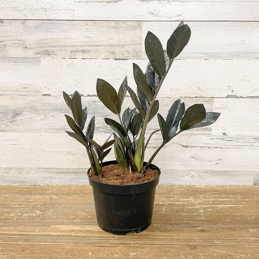 6 inch zz plant ZZ - Raven