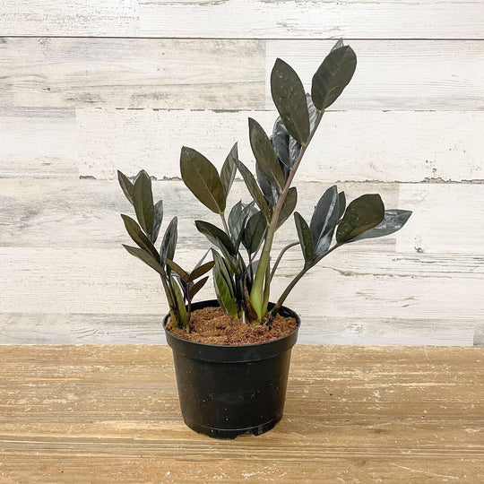 ZZ - Raven - 6-inch Pot