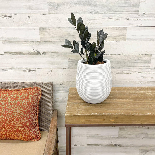 ZZ - Raven - 6-inch Pot - Hicks Nurseries