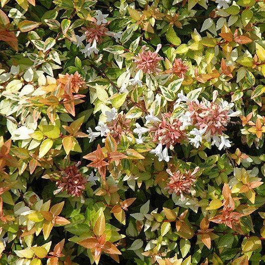 Abelia - Kaleidoscope - 3 gallon