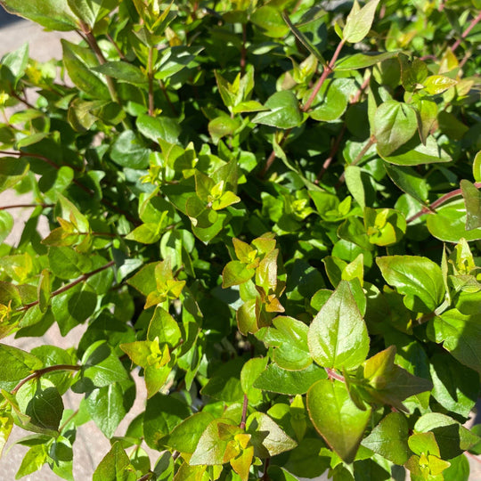 Abelia - Rose Creek - 3 gallon
