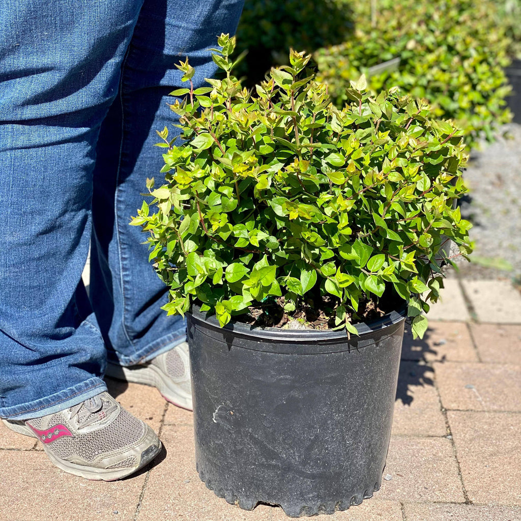 Abelia - Rose Creek - 3 gallon