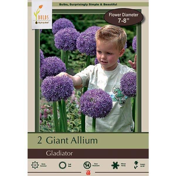 Allium - Gladiator - Pack - Hicks Nurseries