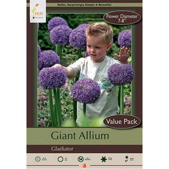Allium - Gladiator - Value Pack