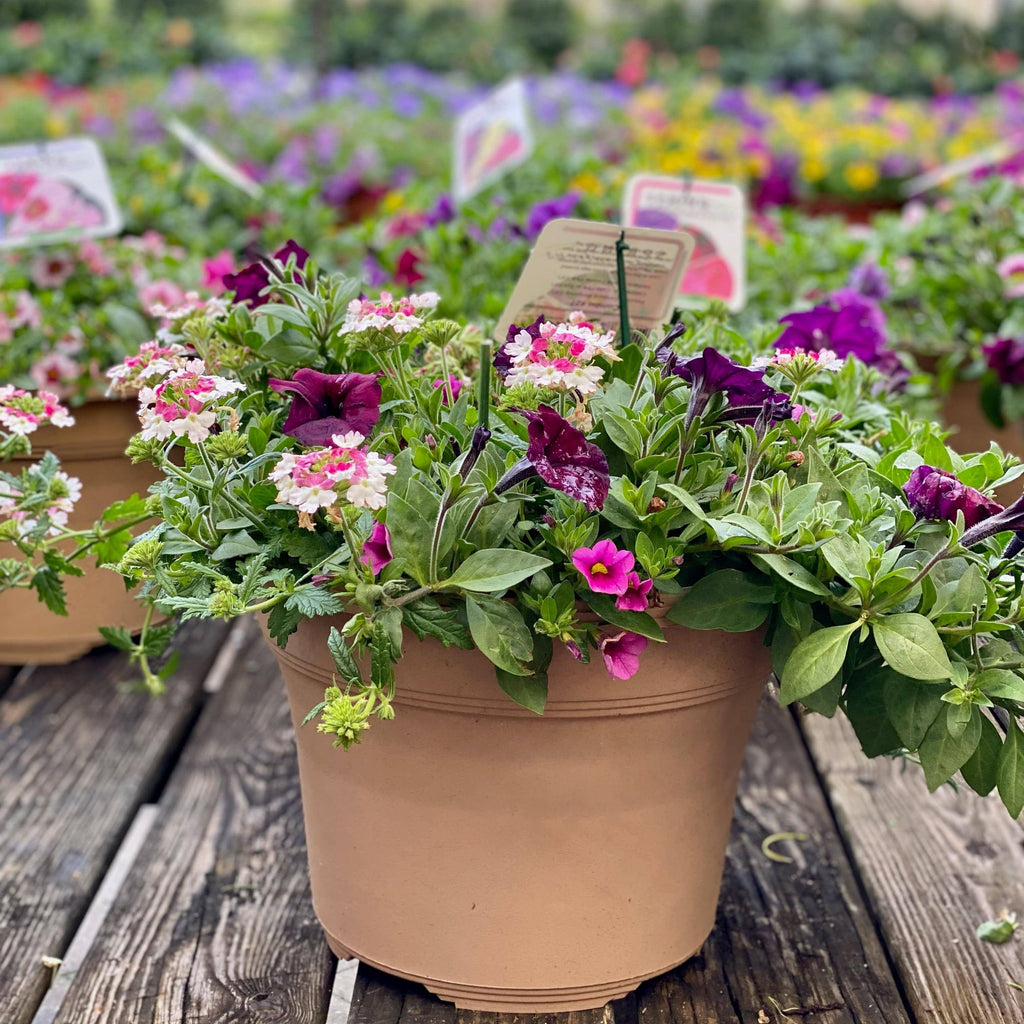 Annual Combo - 12-inch Planter - Hicks Nurseries
