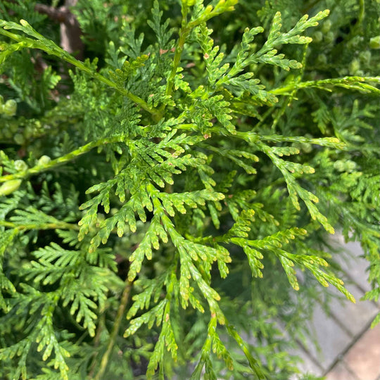 Arborvitae - American Pillar - 10 gallon