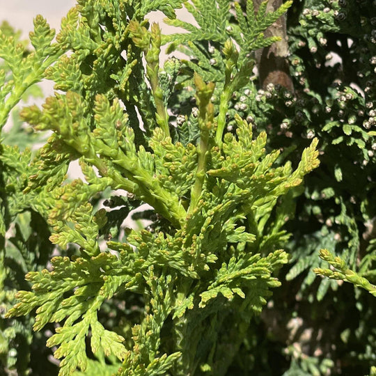 Arborvitae - Degroot's Spire - 3 gallon