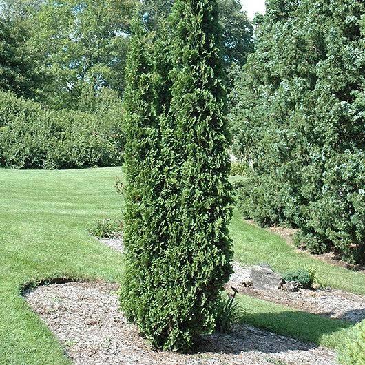 Arborvitae - Degroot's Spire - 5-6' - Balled and Burlapped