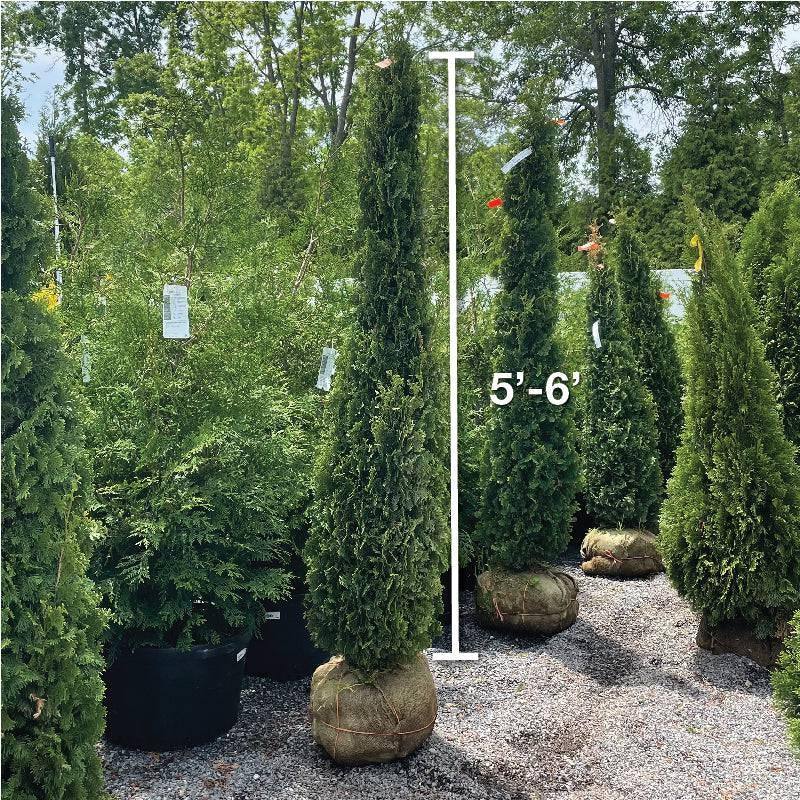 Arborvitae - Degroot's Spire - 5-6' - Balled and Burlapped