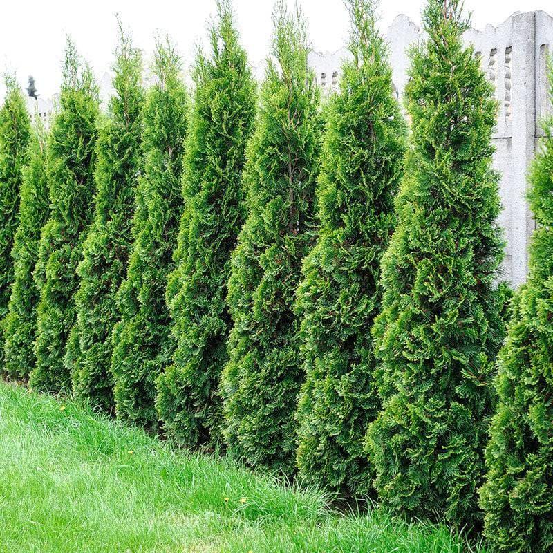 Arborvitae - Emerald Green - 5-6' - Balled and Burlapped