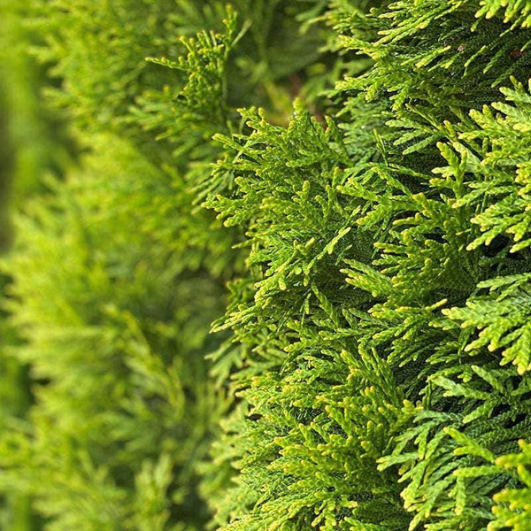 Close-up of lush, vibrant green foliage on Arborvitae - Emerald Green (5-6, Balled and Burlapped) from Pick-Up & Local Delivery Only. Overlapping scale-like leaves make it ideal for low-maintenance privacy screening.