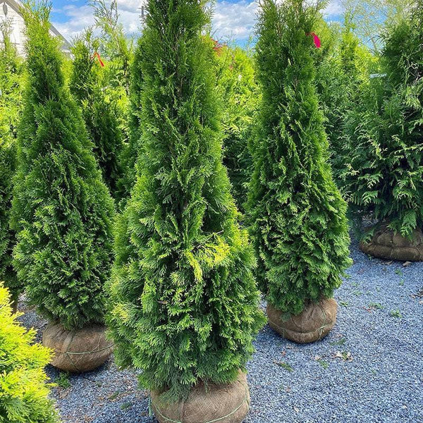 Arborvitae - Emerald Green - 5-6' - Balled and Burlapped