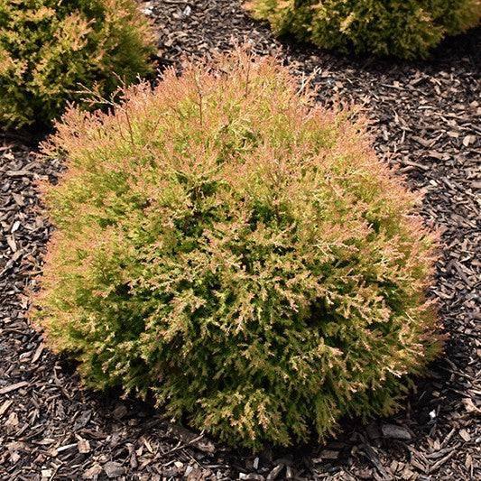 Arborvitae - Fire Chief - 3 gallon
