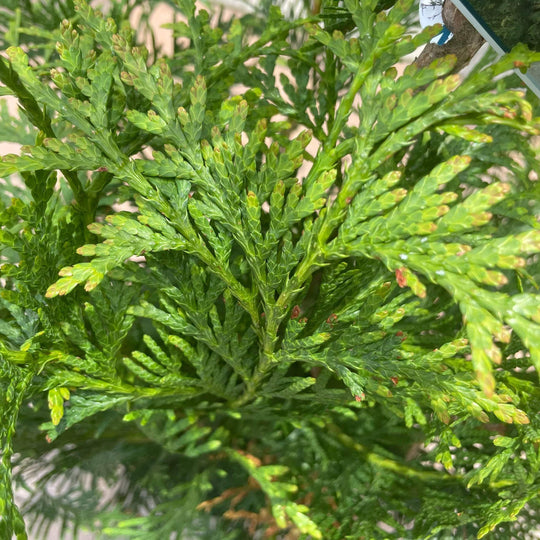 Arborvitae - Green Giant - 3 gallon