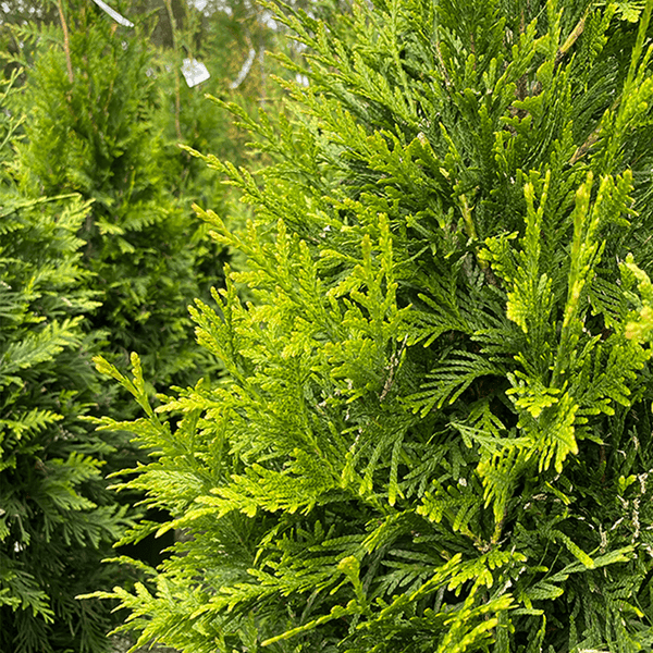 Arborvitae - Green Giant -  5 gallon - Hicks Nurseries