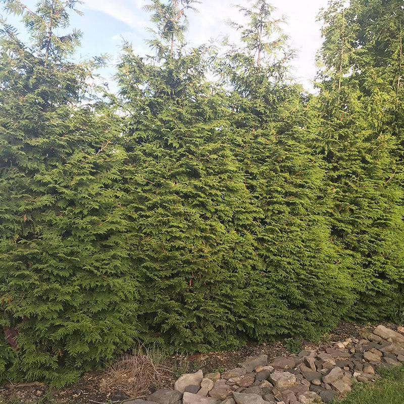 Arborvitae - Green Giant -  5 gallon - Hicks Nurseries