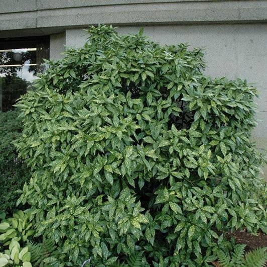 aucuba indoor plant Aucuba - Gold Dust