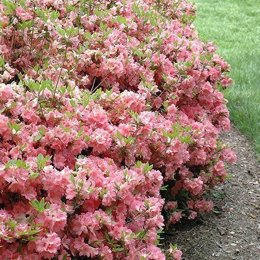 Azalea - Blaauw's Pink - 3 gallon