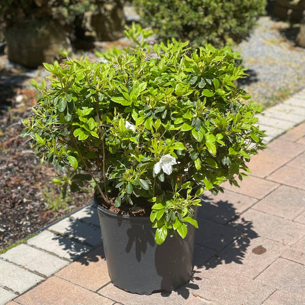 Azalea - Delaware Valley White - 3 gallon - Hicks Nurseries