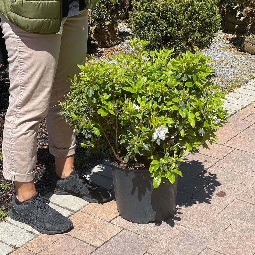 Azalea - Delaware Valley White - 3 gallon