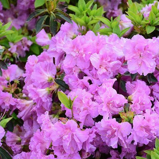 Azalea - Elsie Lee - 3 gallons