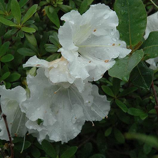 Azalea - Gumpo White - 3 gallon