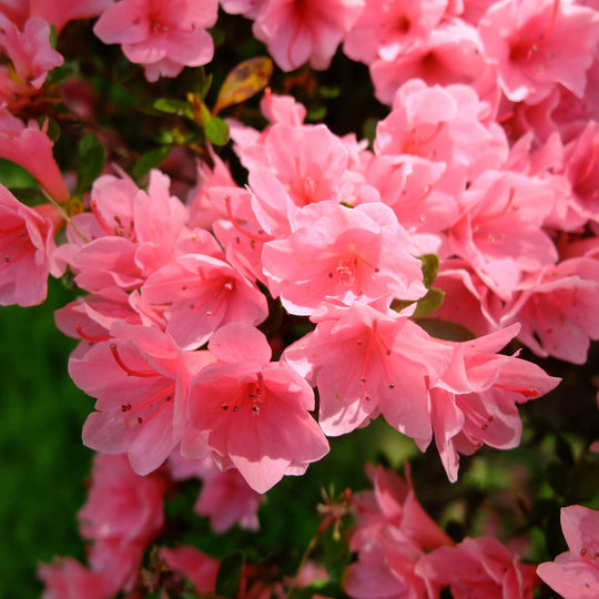 Azalea - Kaempo - 3 gallon