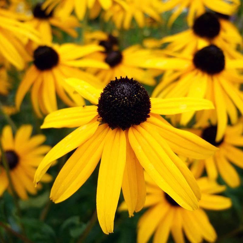 Black Eyed Susan - Goldstrum - 1 gallon
