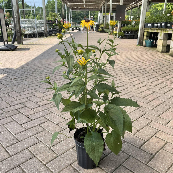 Black Eyed Susan - Goldstrum - 1 gallon - Hicks Nurseries