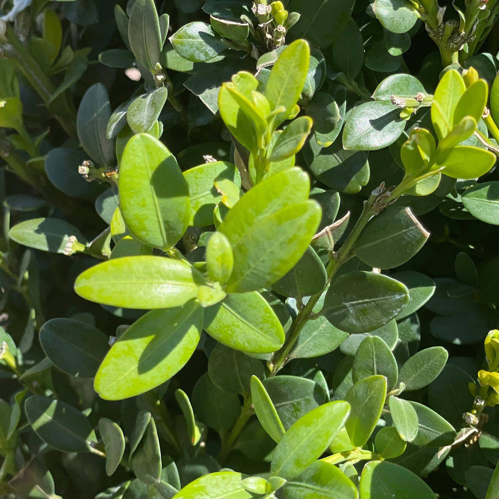 Boxwood Cone - Green Mountain - 5 gallon