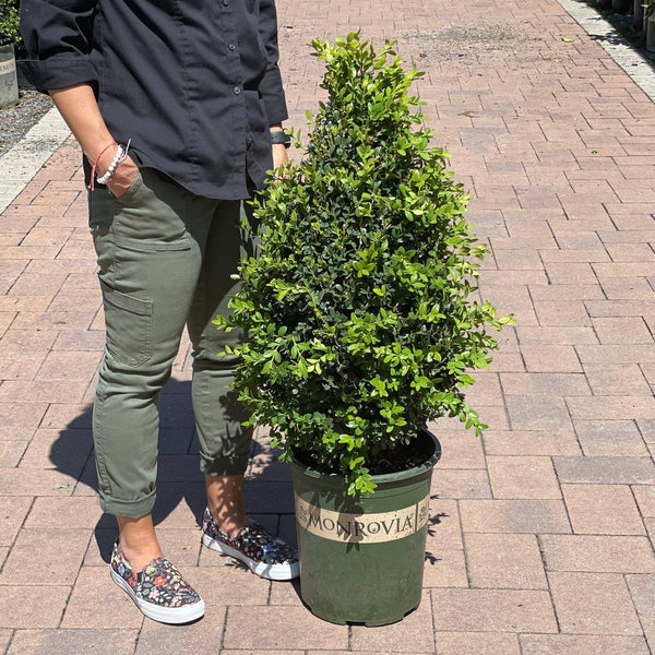 Boxwood Cone - Green Mountain - 5 gallon - Hicks Nurseries