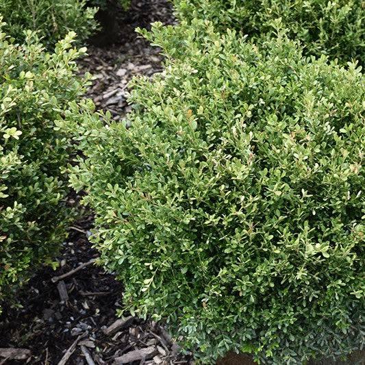 Boxwood - Franklin's Gem - 3 gallon