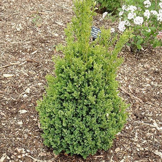 Boxwood - Green Mountain - 10 gallon