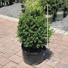 Boxwood - Green Mountain - 5 gallon