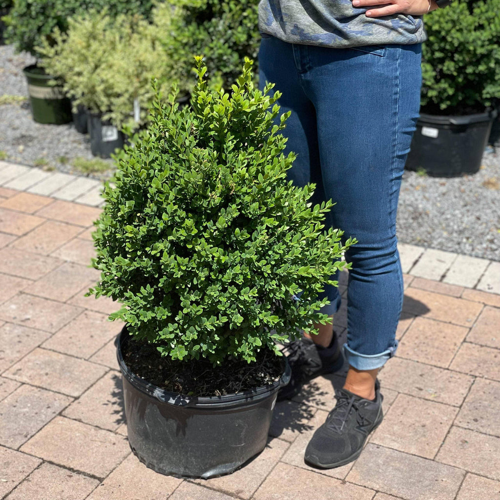 Bxw Rood Green Mountain Boxwood