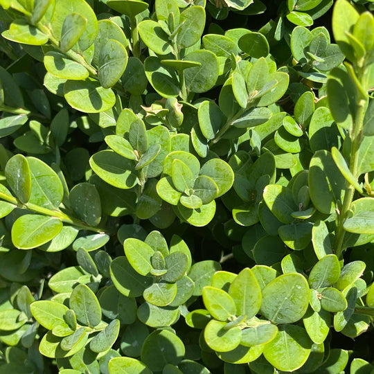 Boxwood - Green Mountain - 5 gallon