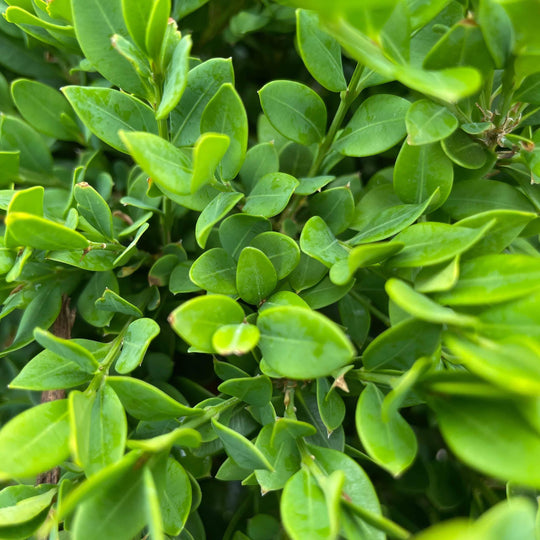 Boxwood - Green Velvet - 5 gallon