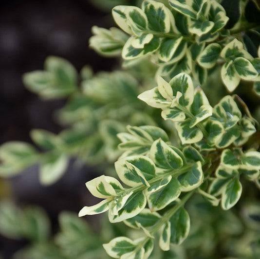 Boxwood - Variegated - 1 gallon