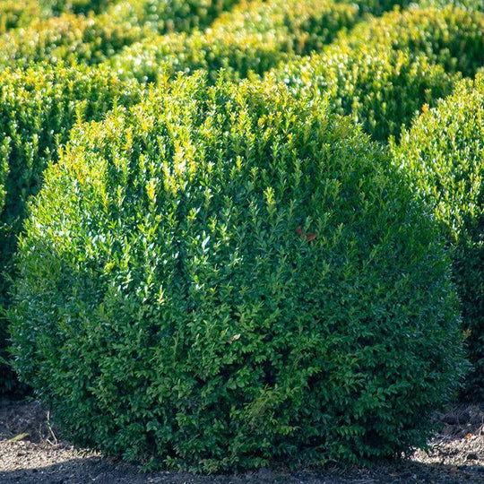 Boxwood - Winter Gem - 7 gallon