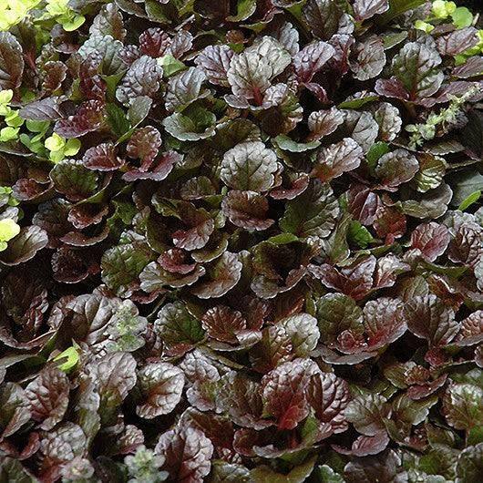 Bugleweed - Black Scallop
