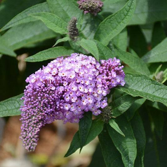 Butterfly Bush - Amethyst - 3 gallon