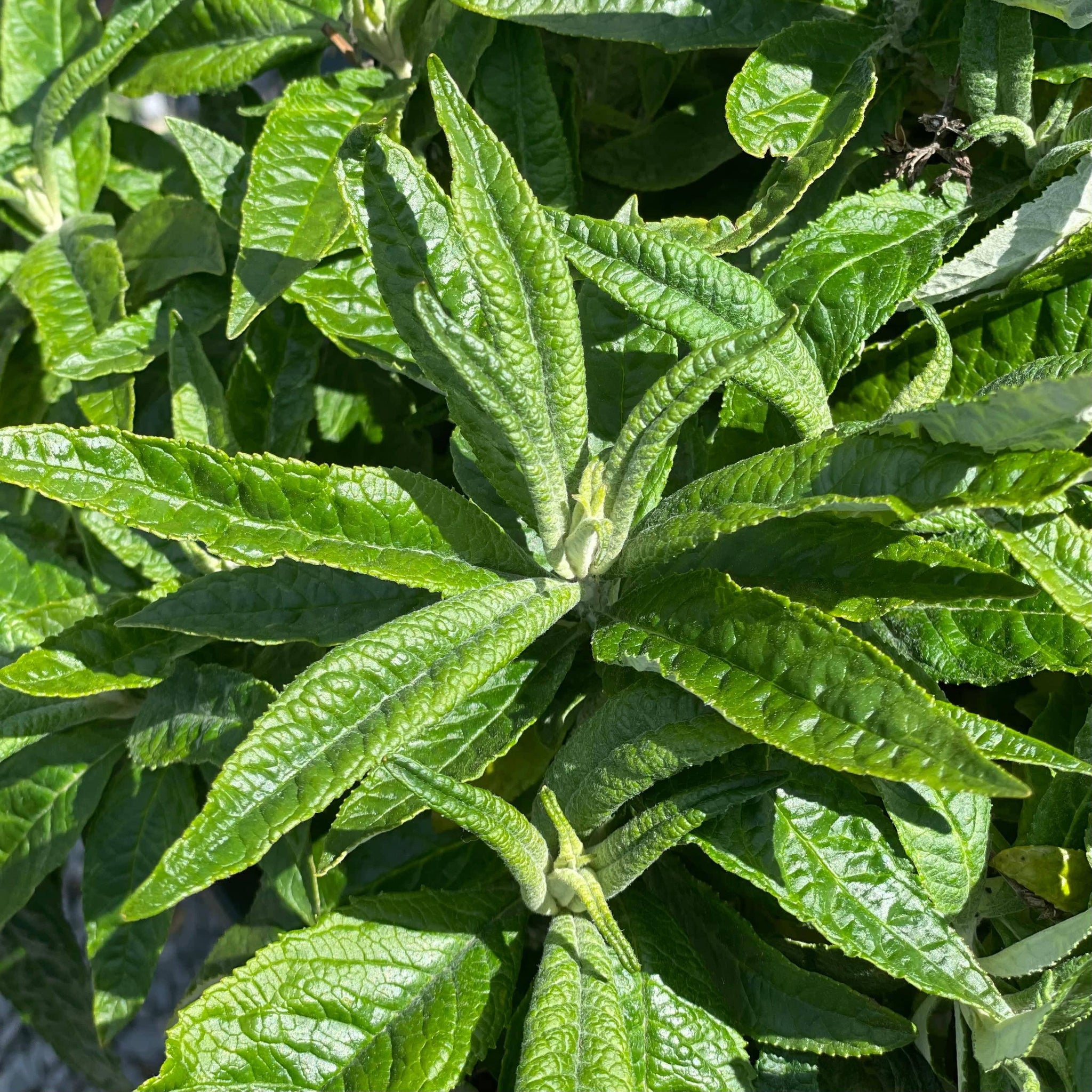 Butterfly Bush Amethyst 3 gallon