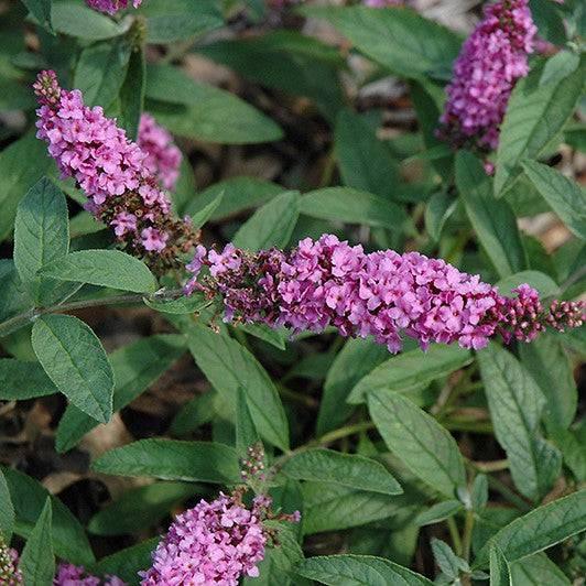 Butterfly Bush - Lo and Behold® Pink Chip - 3 gallon - Hicks Nurseries