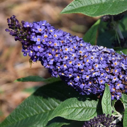 Butterfly Bush - Pugster Blue - 3 gallon