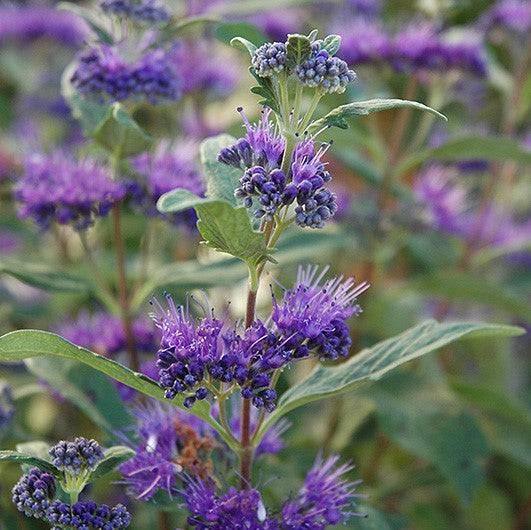 Caryopteris - Dark Knight - 3 gallon