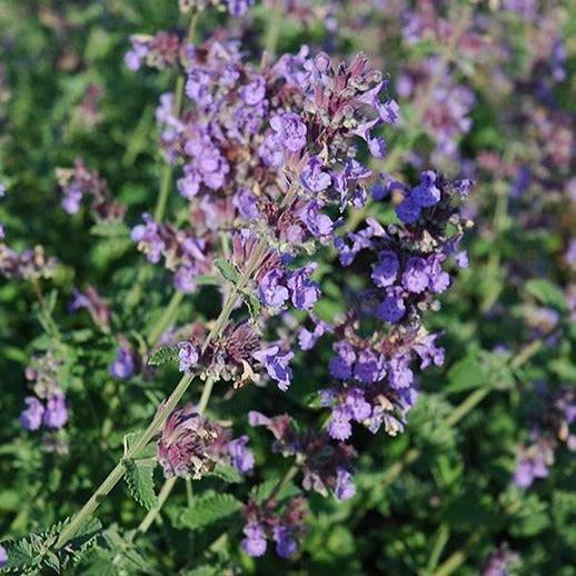 Catmint Walkers Low - 1 gallon - Hicks Nurseries