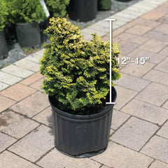 https://shop.hicksnurseries.com/cdn/shop/products/available-for-pickup-delivery-nursery-plant-material-chamacyparis-dwarf-golden-hinoki-3-gallon-29430495936704_medium.jpg?v=1676412437