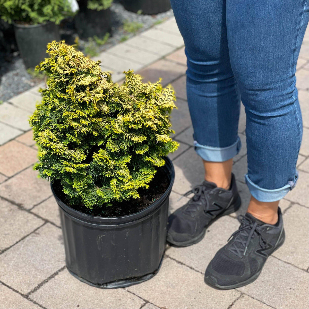 Dwarf False Cypress Shrub